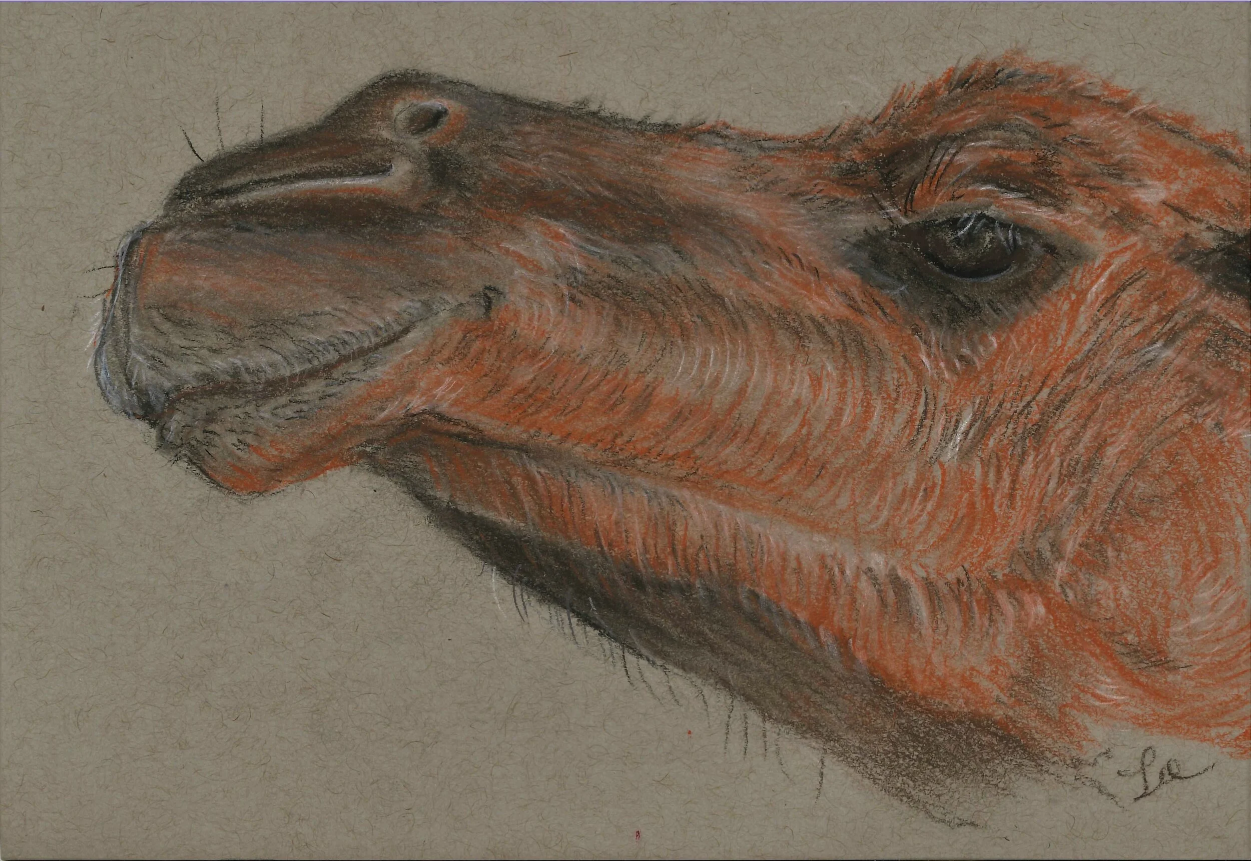 Red Camel