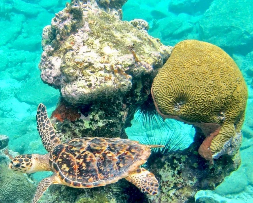 TURLE NELTJEBERG REEF.jpeg