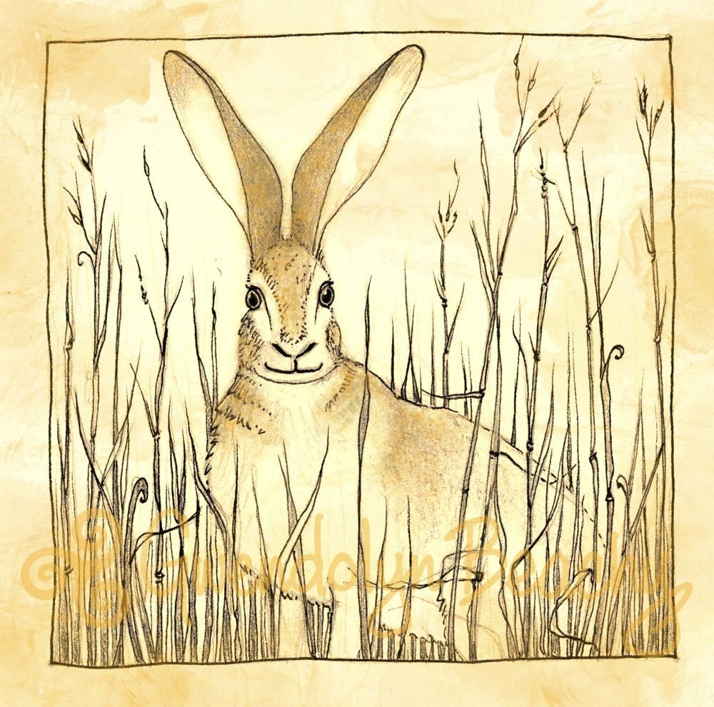 Wild-Softness_01.jpg