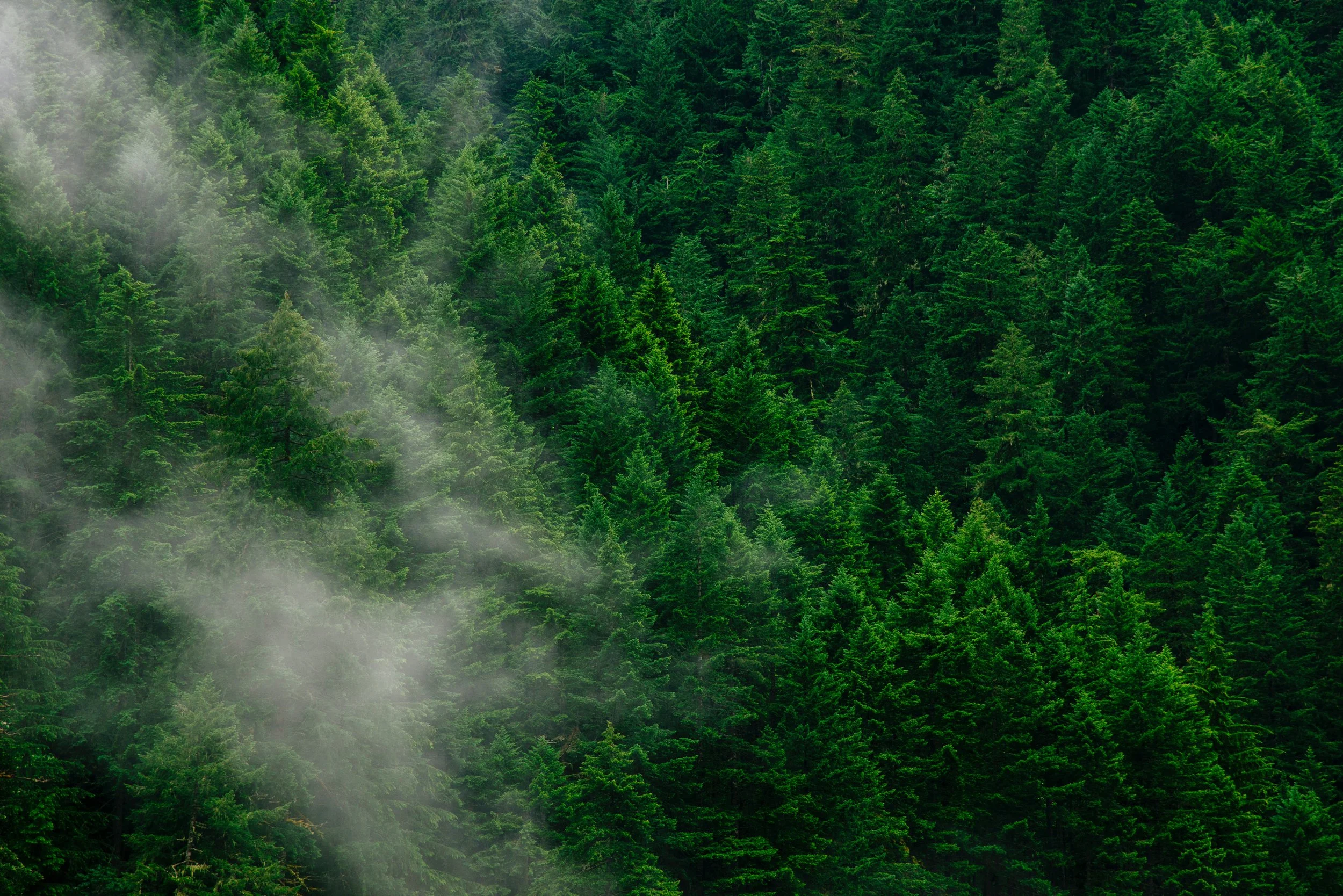 With The Forest