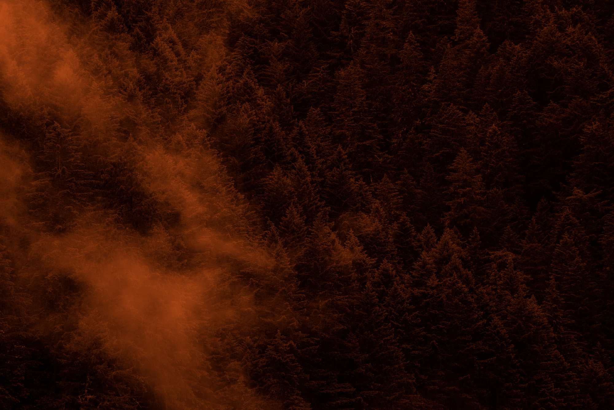 brown forest.jpg