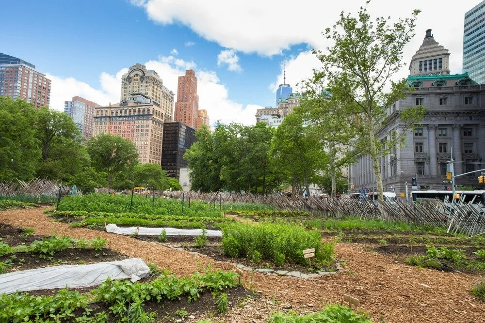 Food security is a global problem. Here’s how urban farming could help