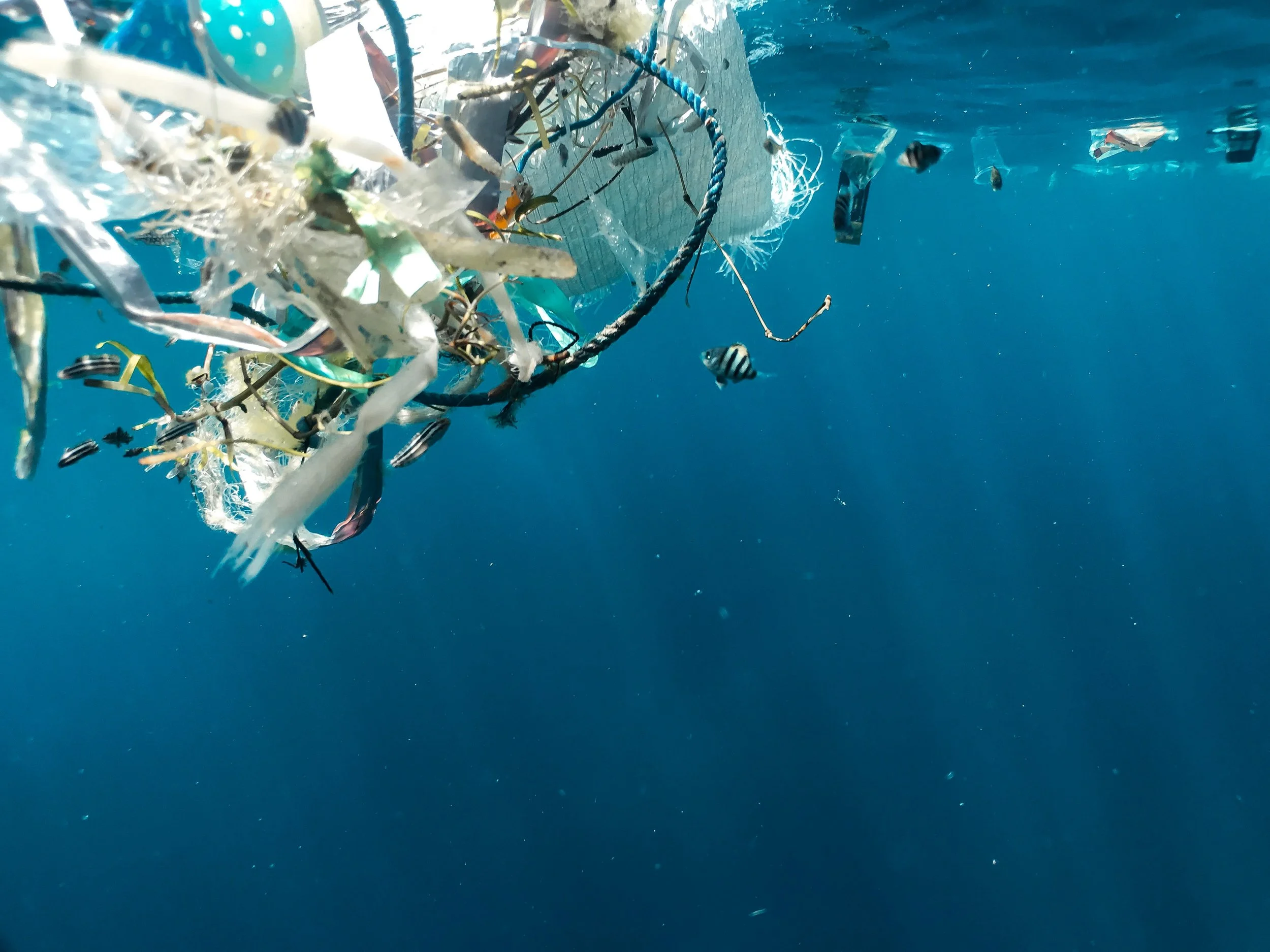 UN warns of 'ocean emergency' as activist groups demand action 