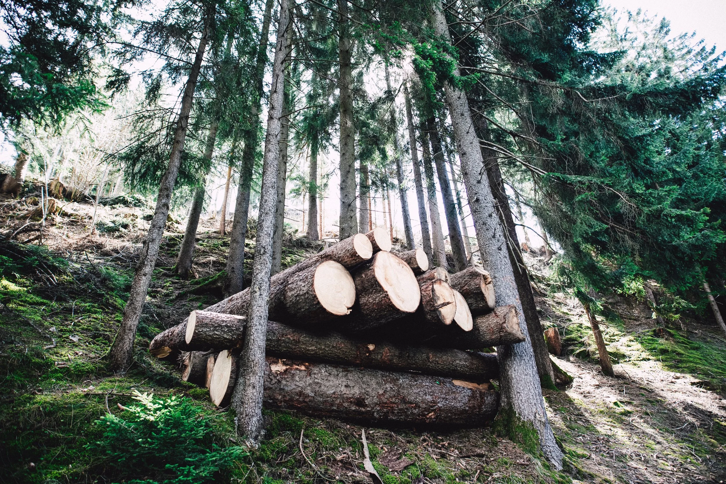 Timber!  The Secret to Making Money Grow on Trees