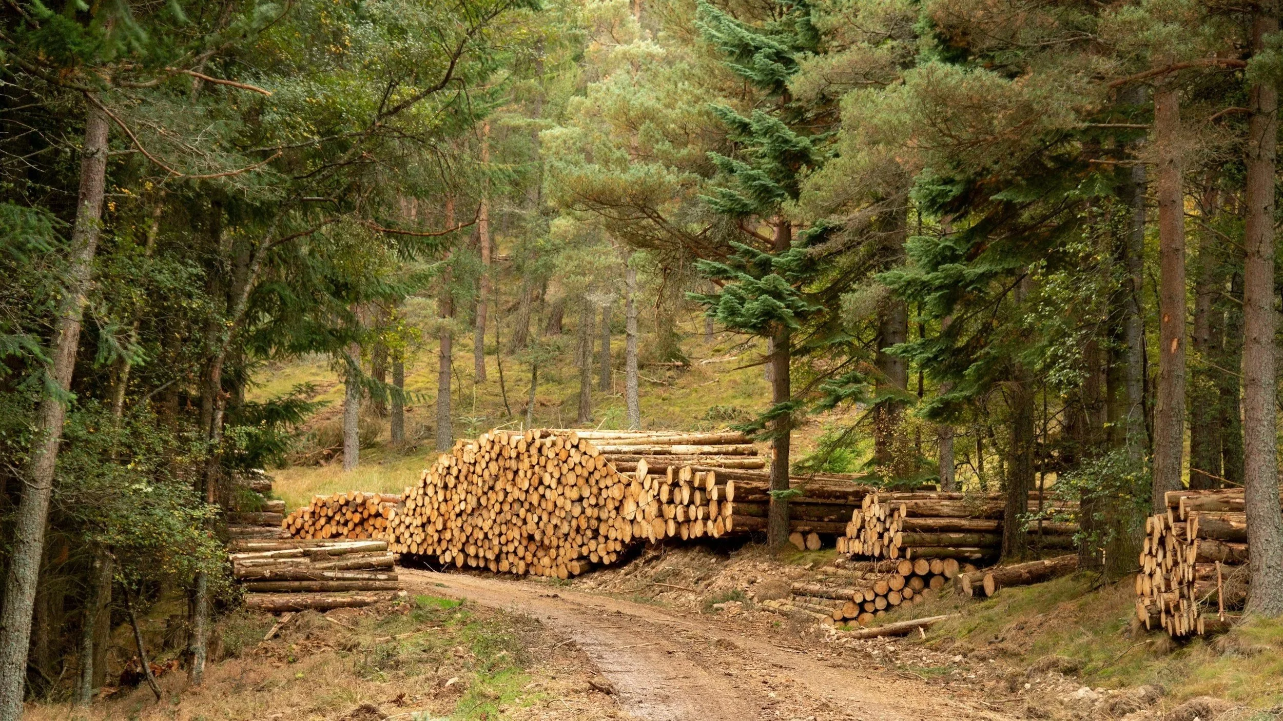 A Sustainable Investment: Exploring Forestry and the Wood Pellet Market