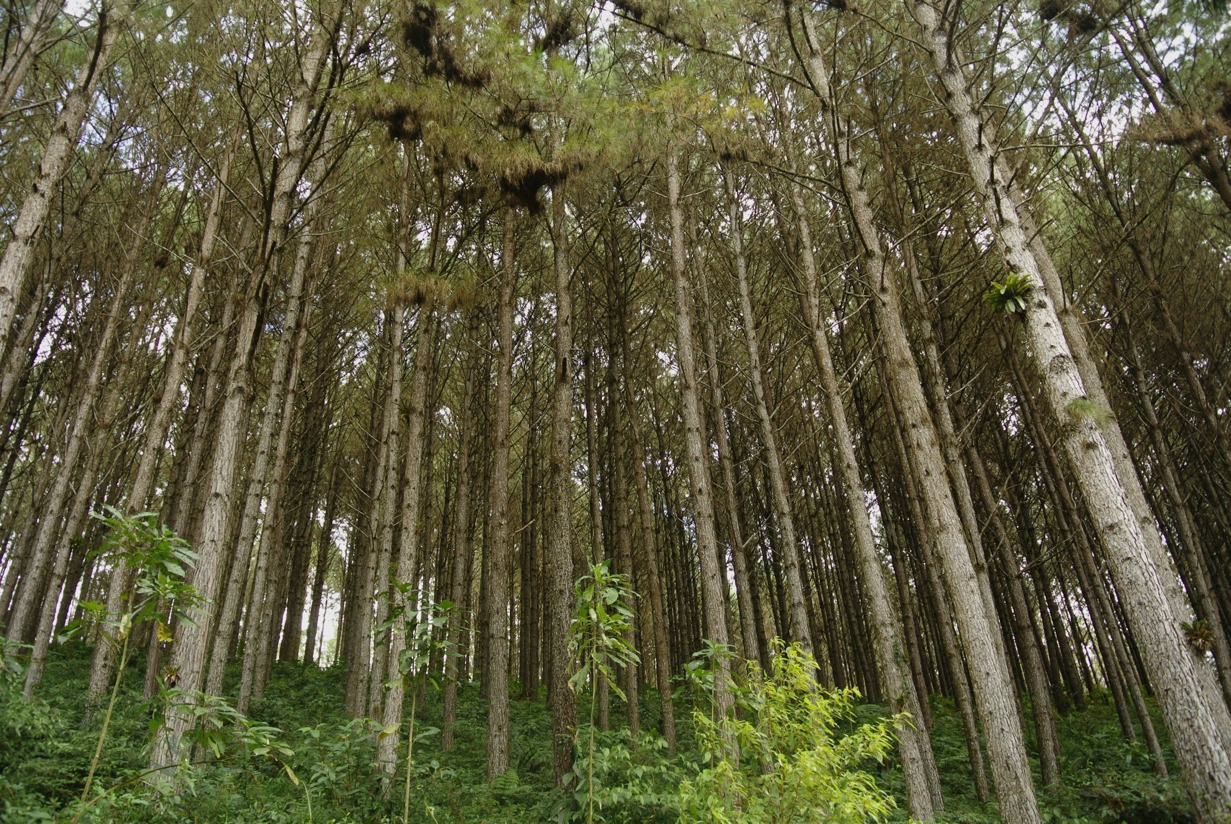 A Return to Real Assets: Why Ultra-High Net Worth Families are Planting Seeds in Timberland