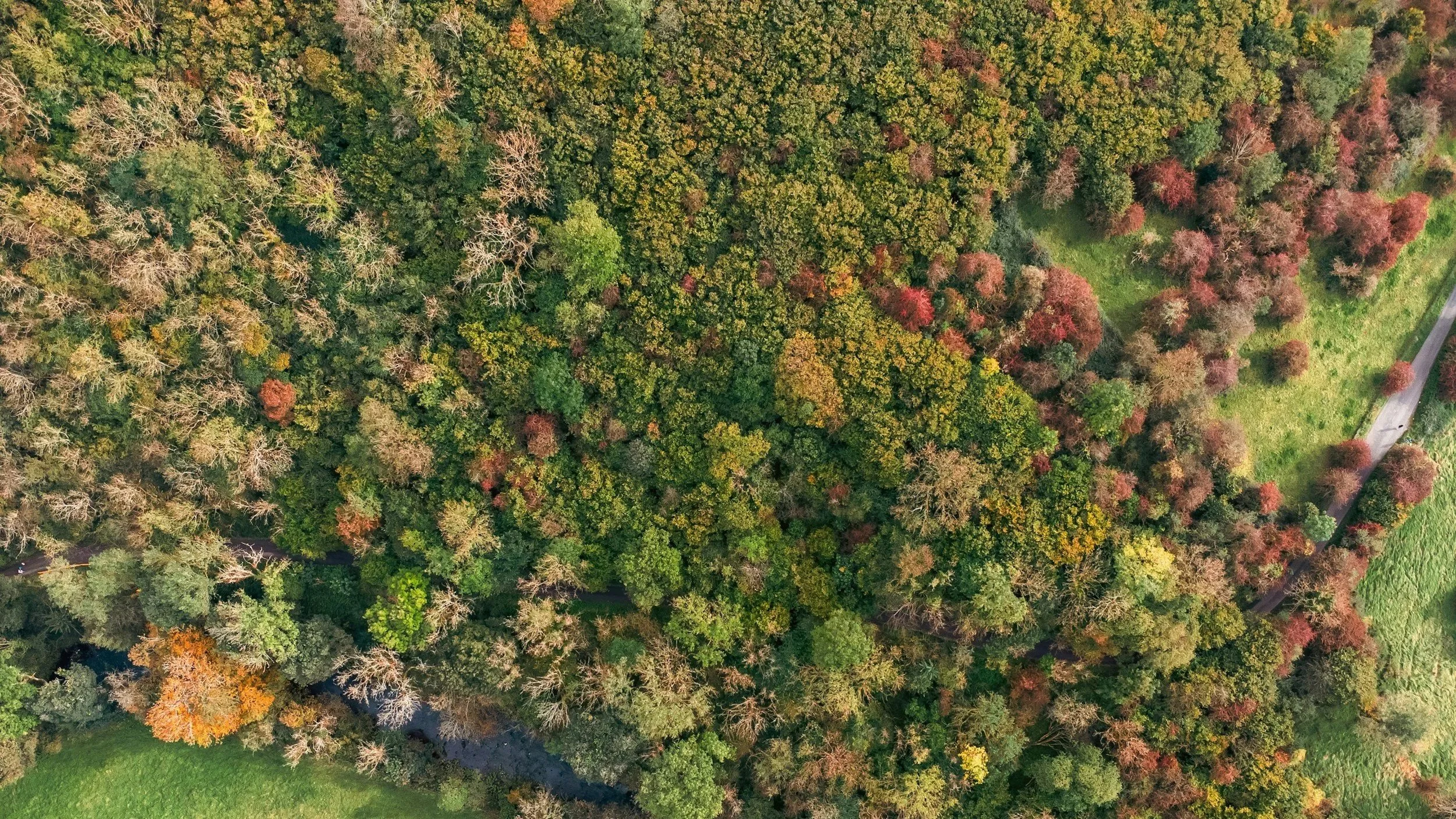 The Forest Dividend: Unveiling the Truth Behind Nature's Wealth
