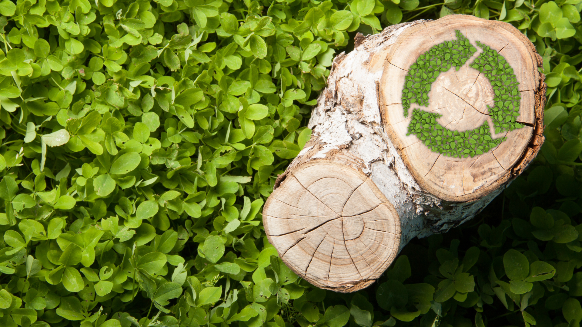 Biomass: EU vs UK Policy Stance