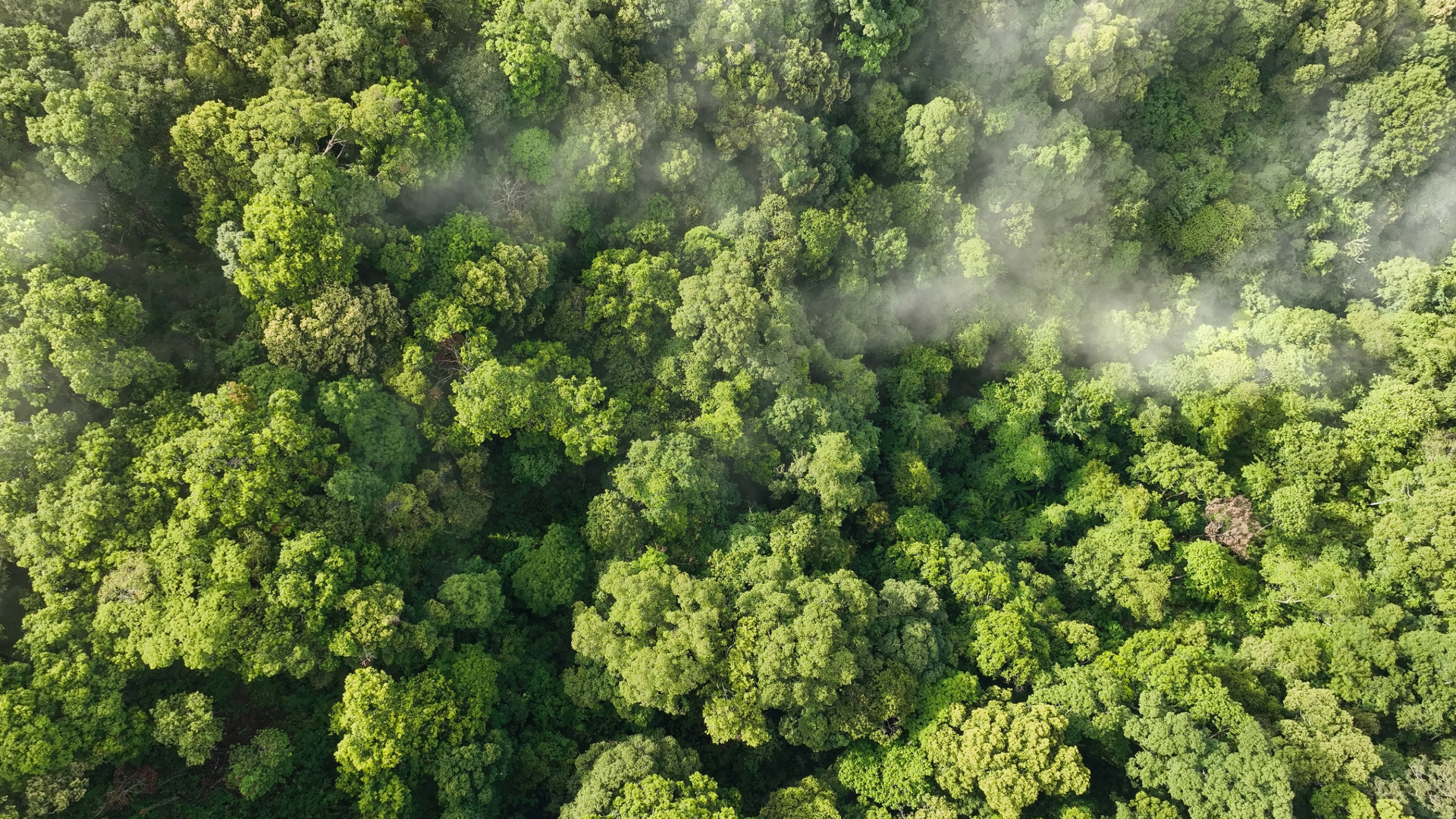Carbon Markets and Forestry: Pricing Nature