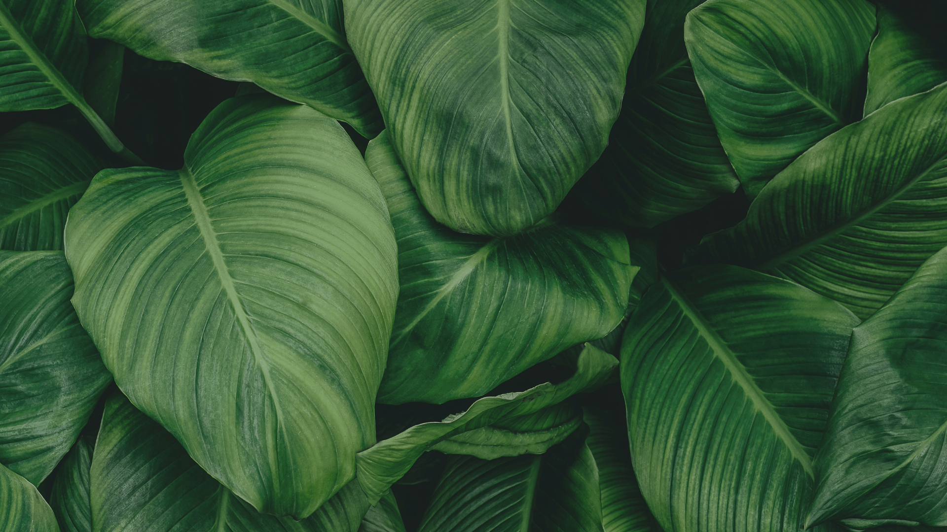 Carbon Markets: How Carbon Credits Work