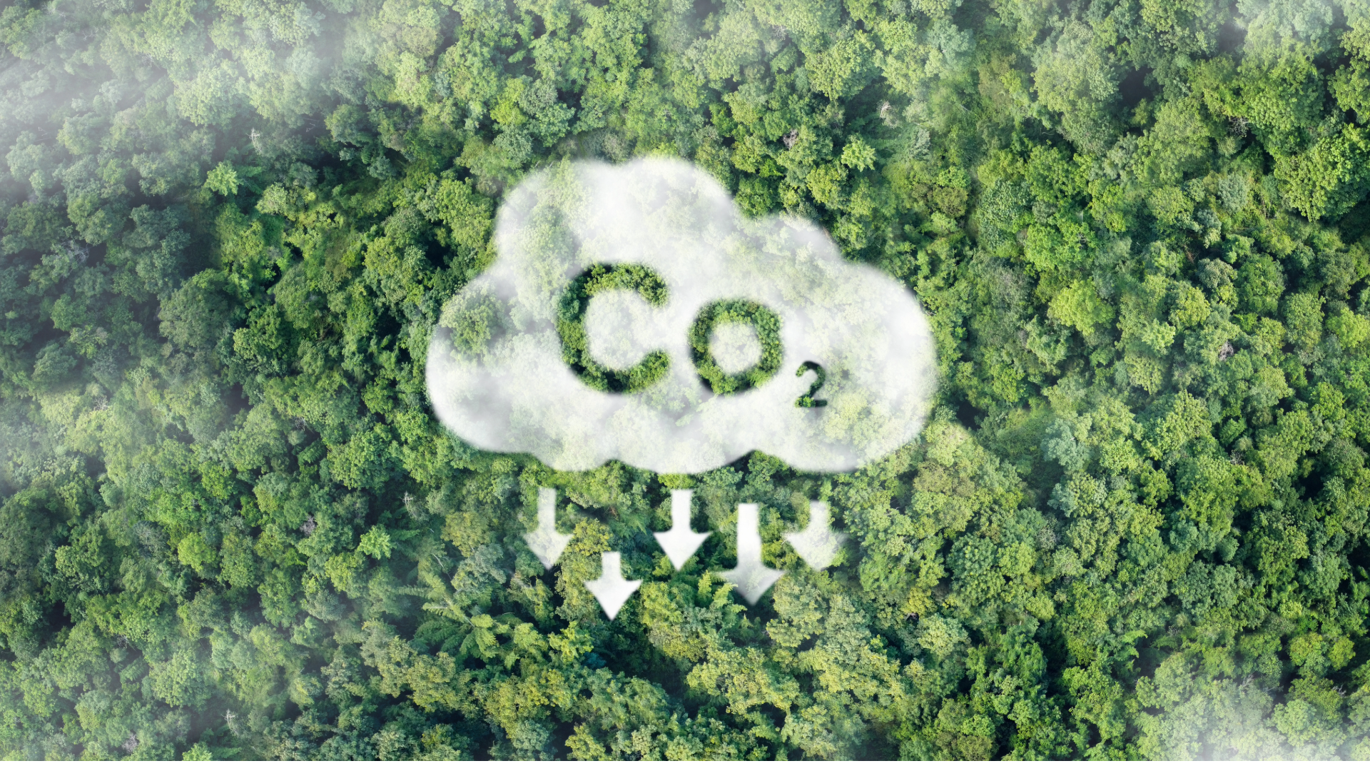 Carbon Markets: EU ETS and Voluntary Markets