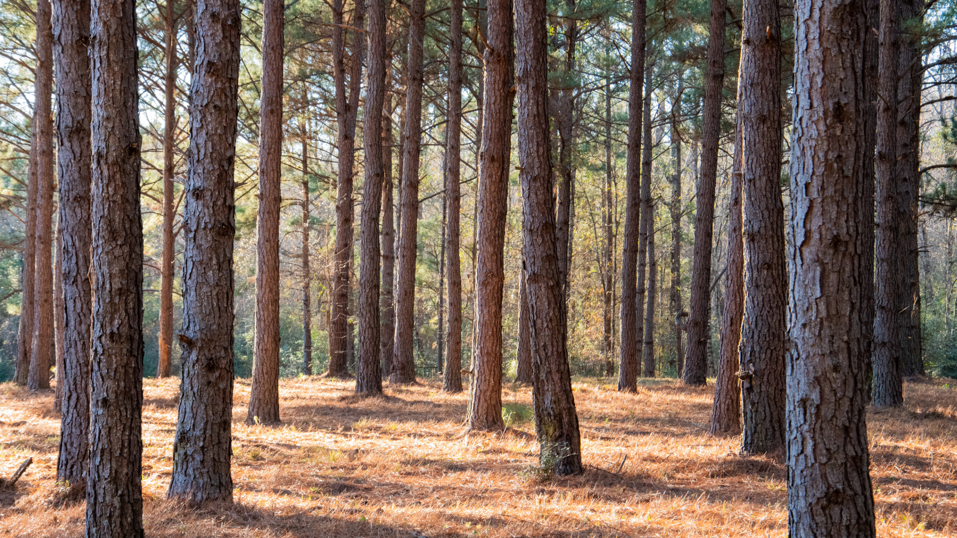 Carbon Markets: Credibility, Verification — and Why Integrity Is Now a Price Factor