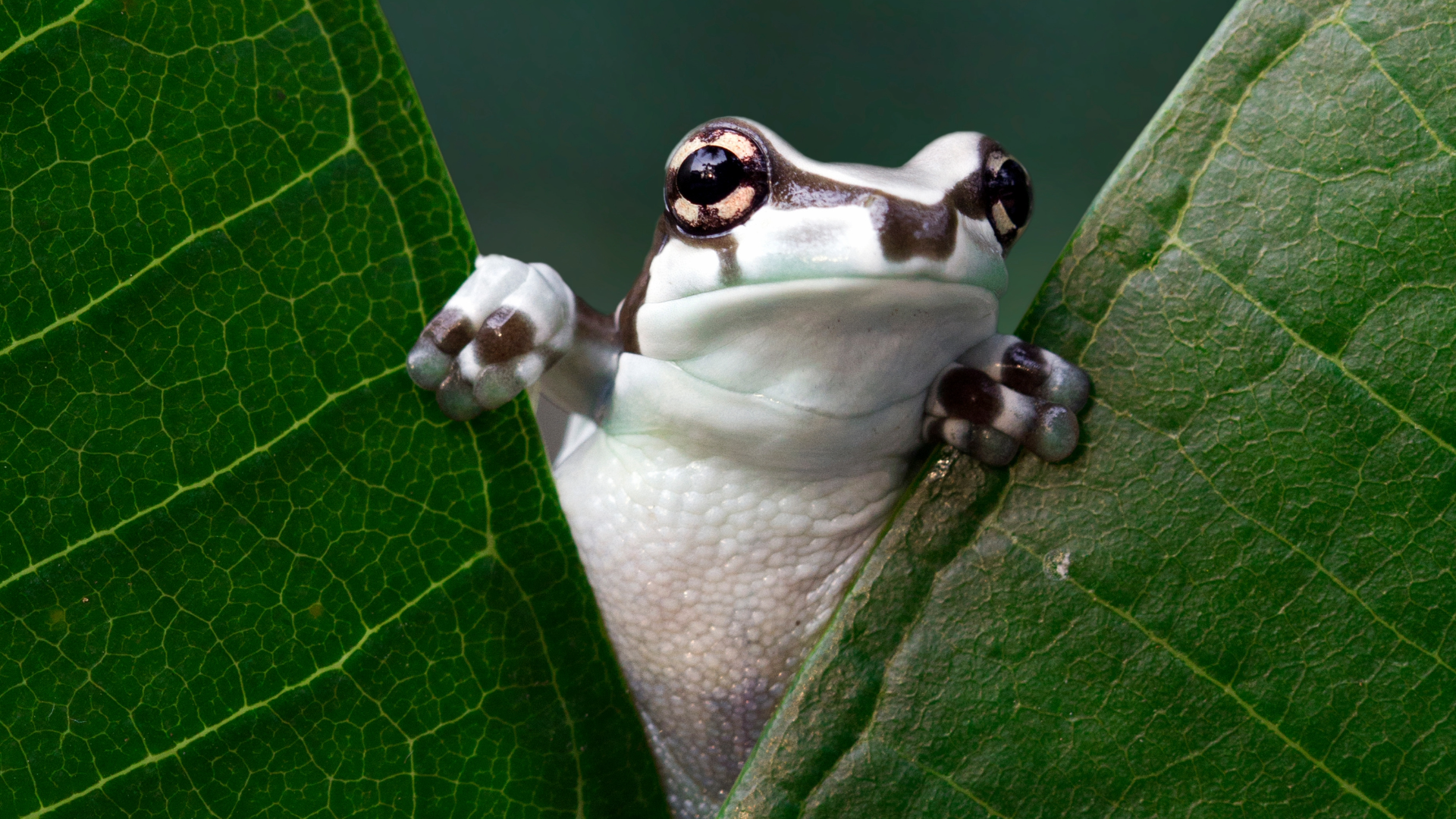 The Green Equilibrium: Why Reforestation Scale is Reconfiguring Natural Capital Assets