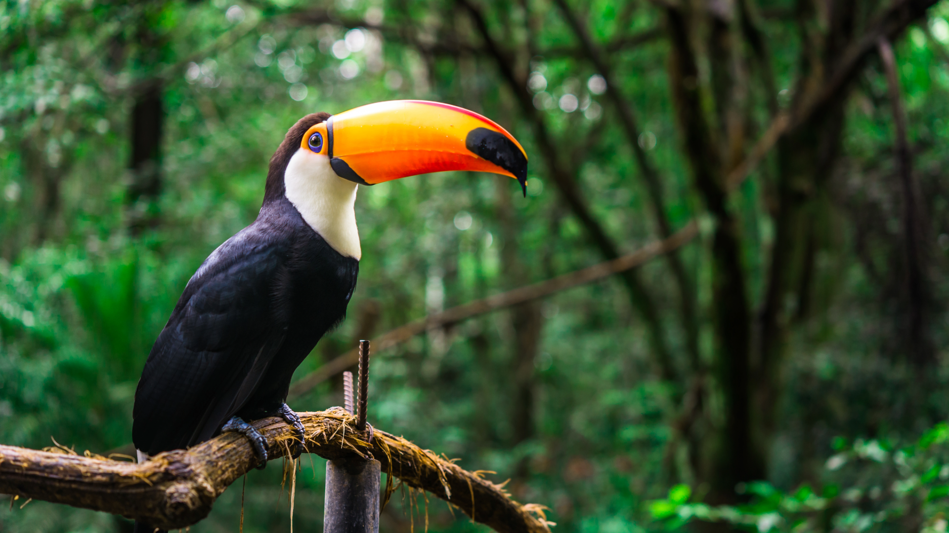 The Policy Pivot: Why Global Climate Mandates Secure the Reforestation Investment Case (Copy)