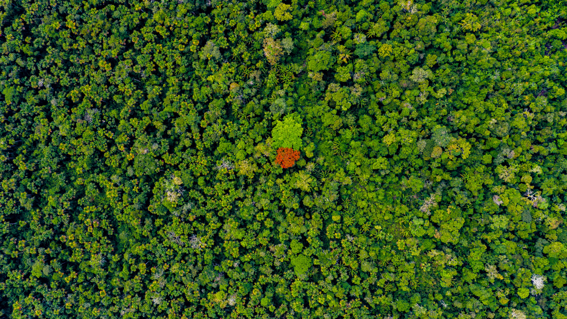 The Accountability Arbitrage: How Net-Zero Corporate Pledges Underwrite Reforestation Capital