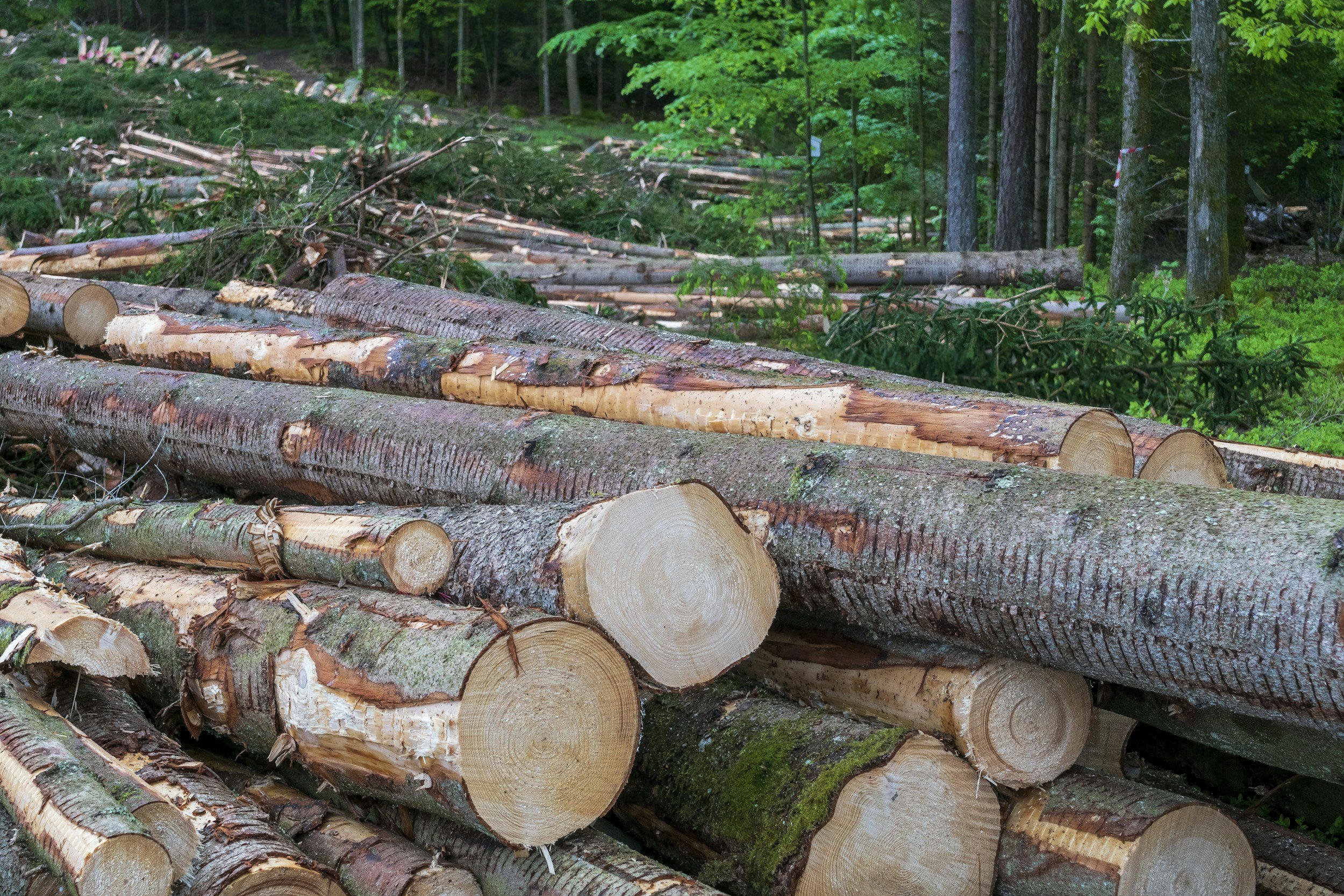 Timber, Carbon Storage and Standards