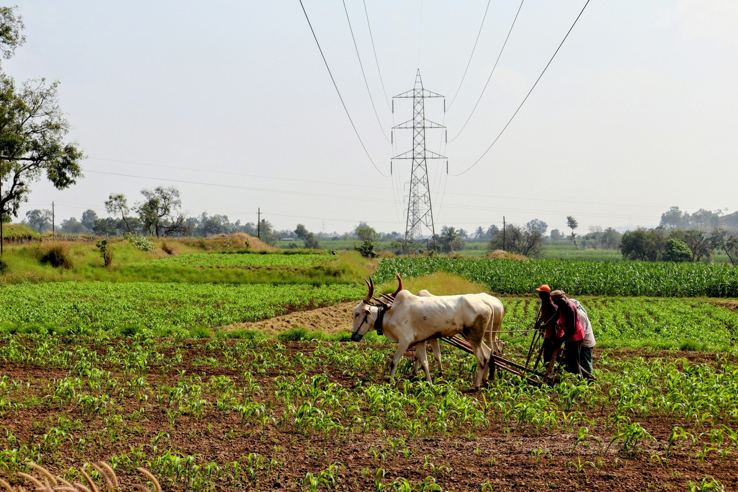 Food Security vs Energy Production: Managing the Land-Use Trade-Off