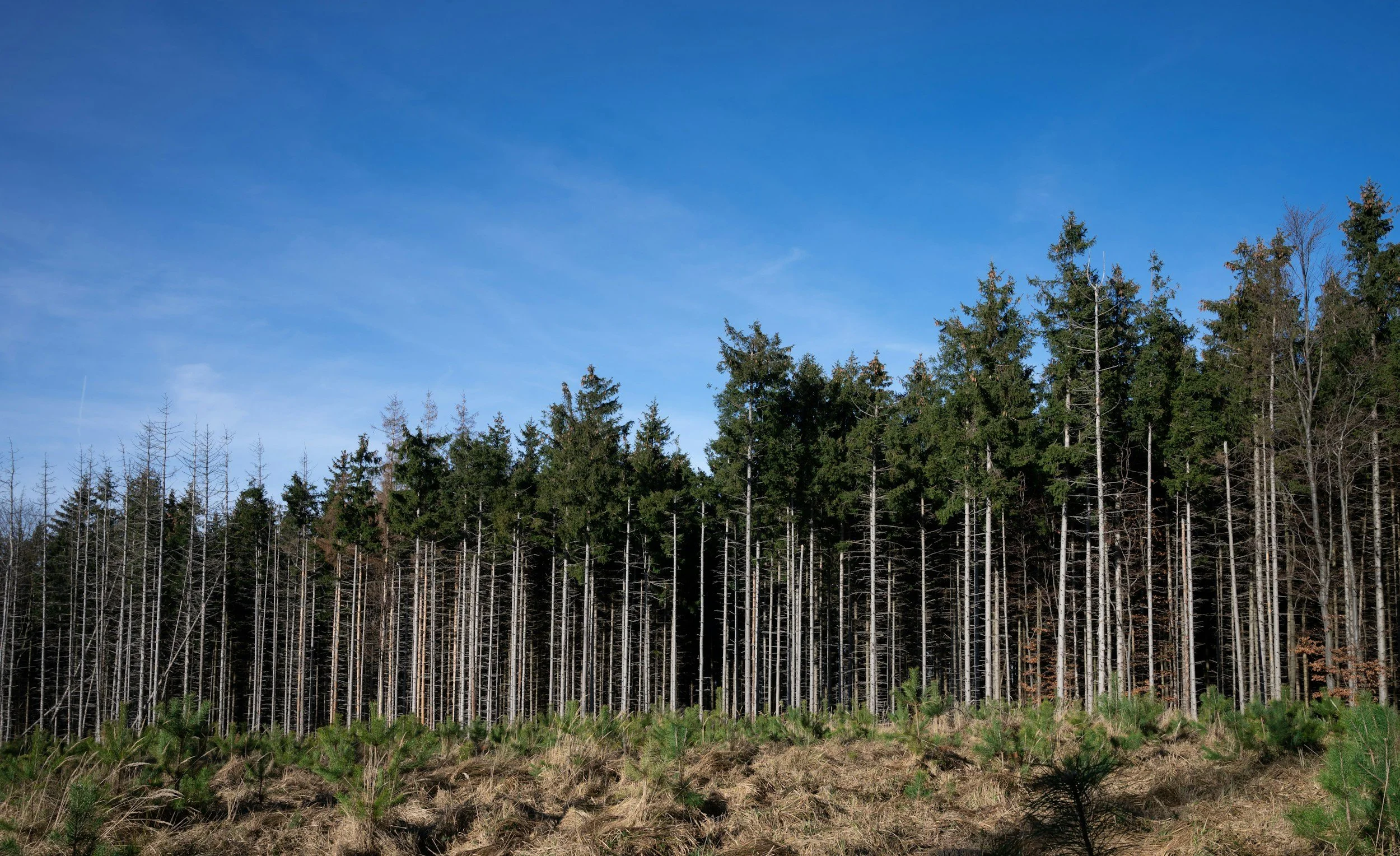 Forestry as a Dual-Use Solution