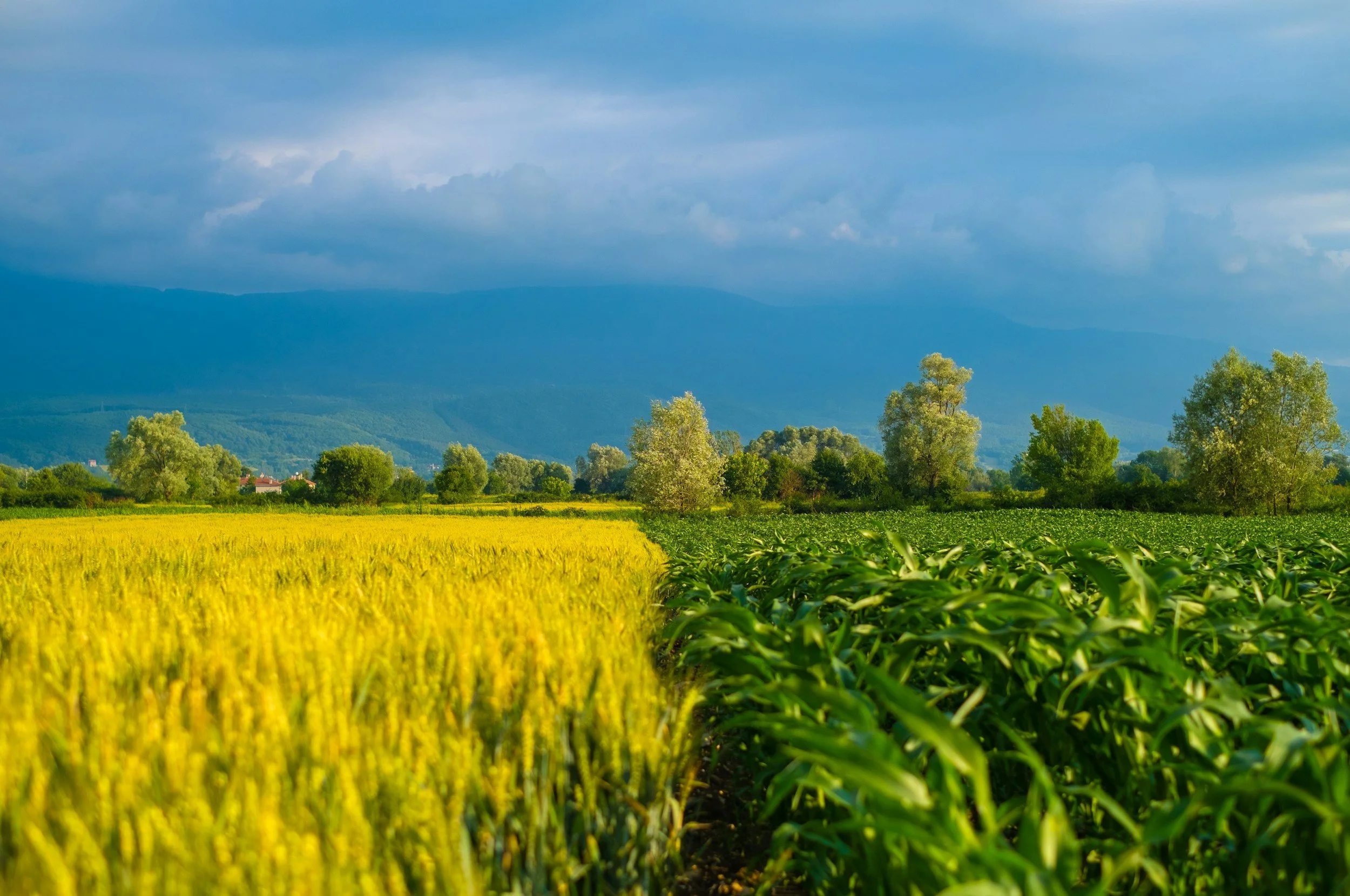Land Use Competition: Food Security vs Energy Production