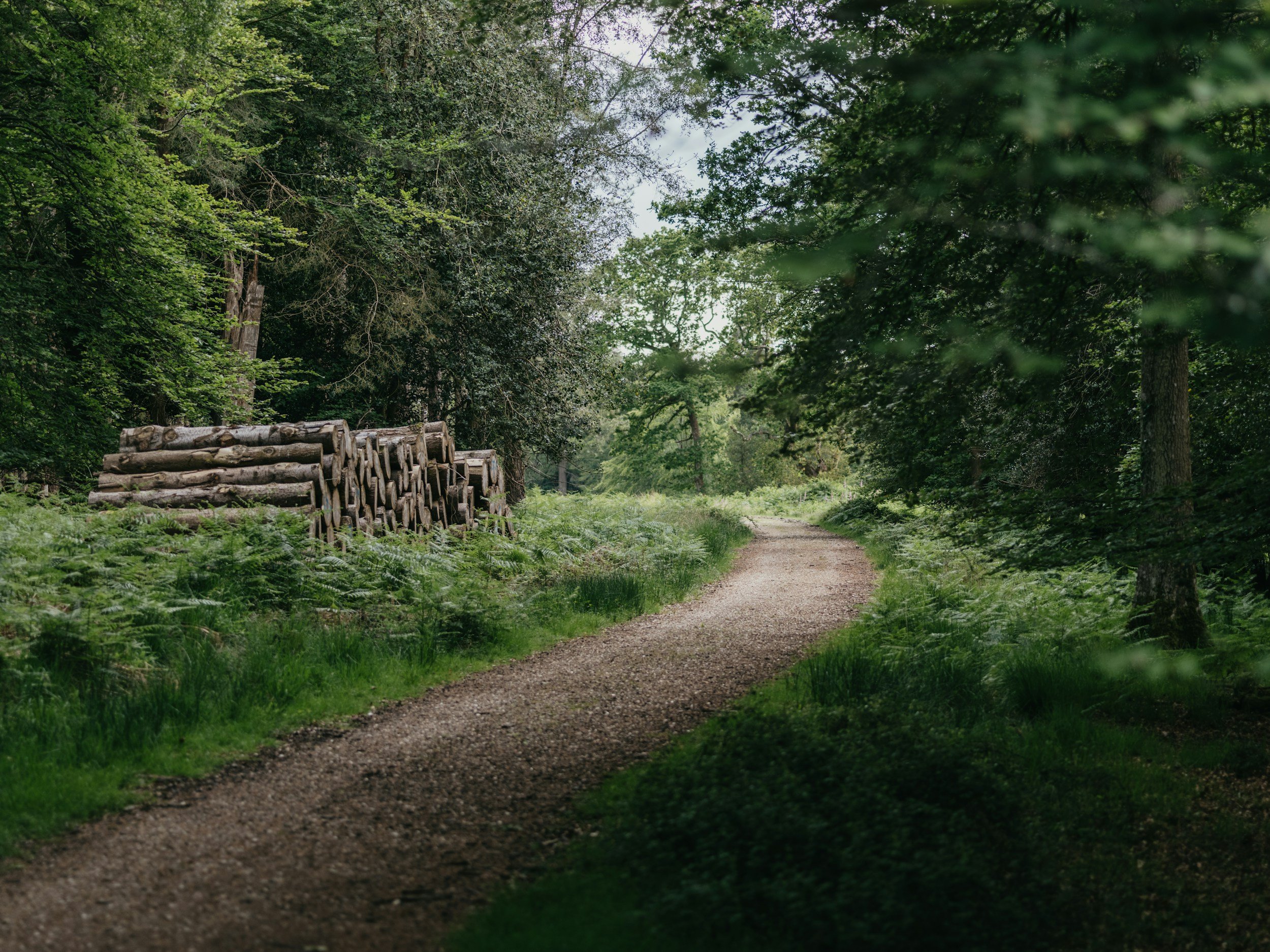 forestry