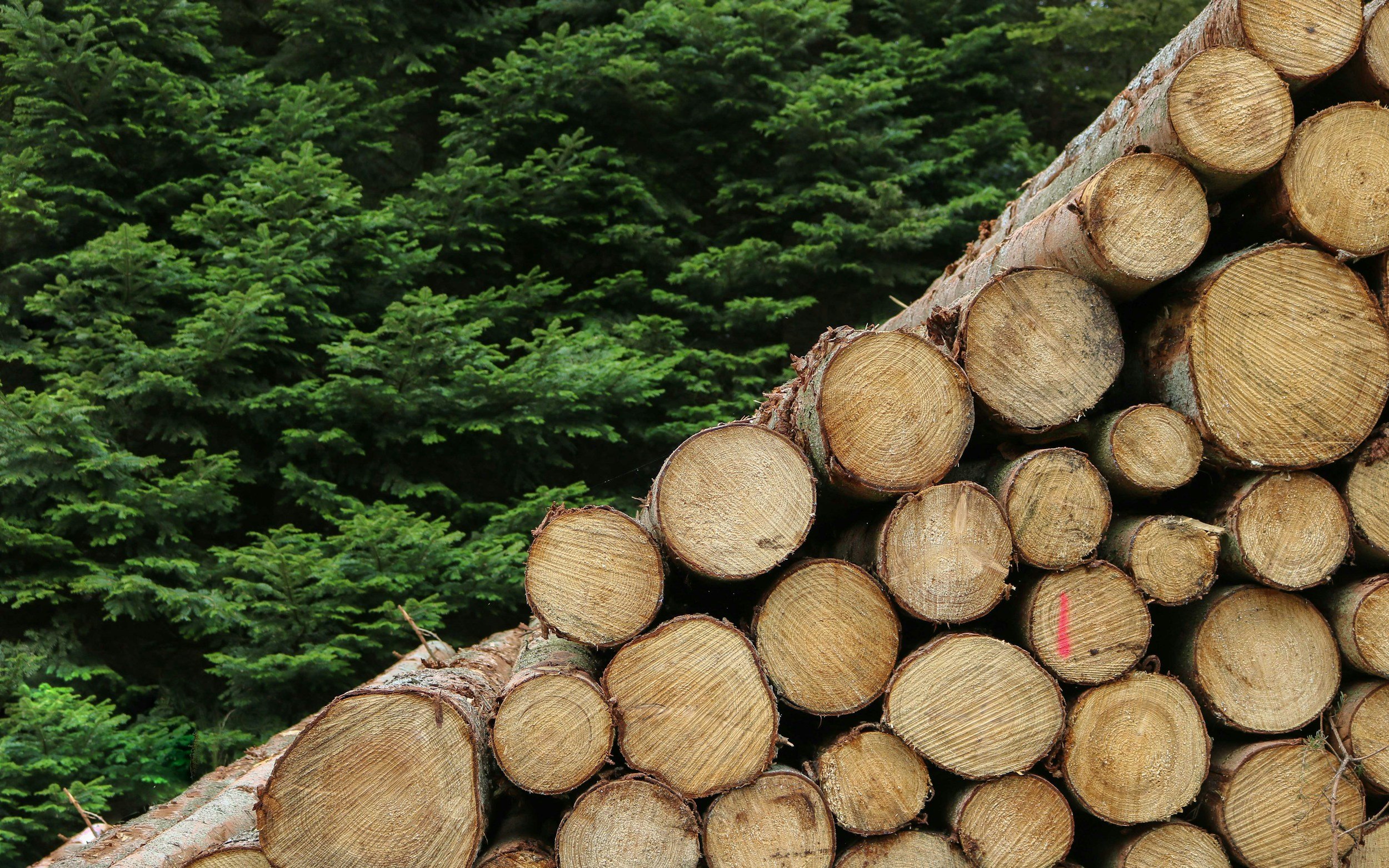 How Institutions Access Timberland Markets