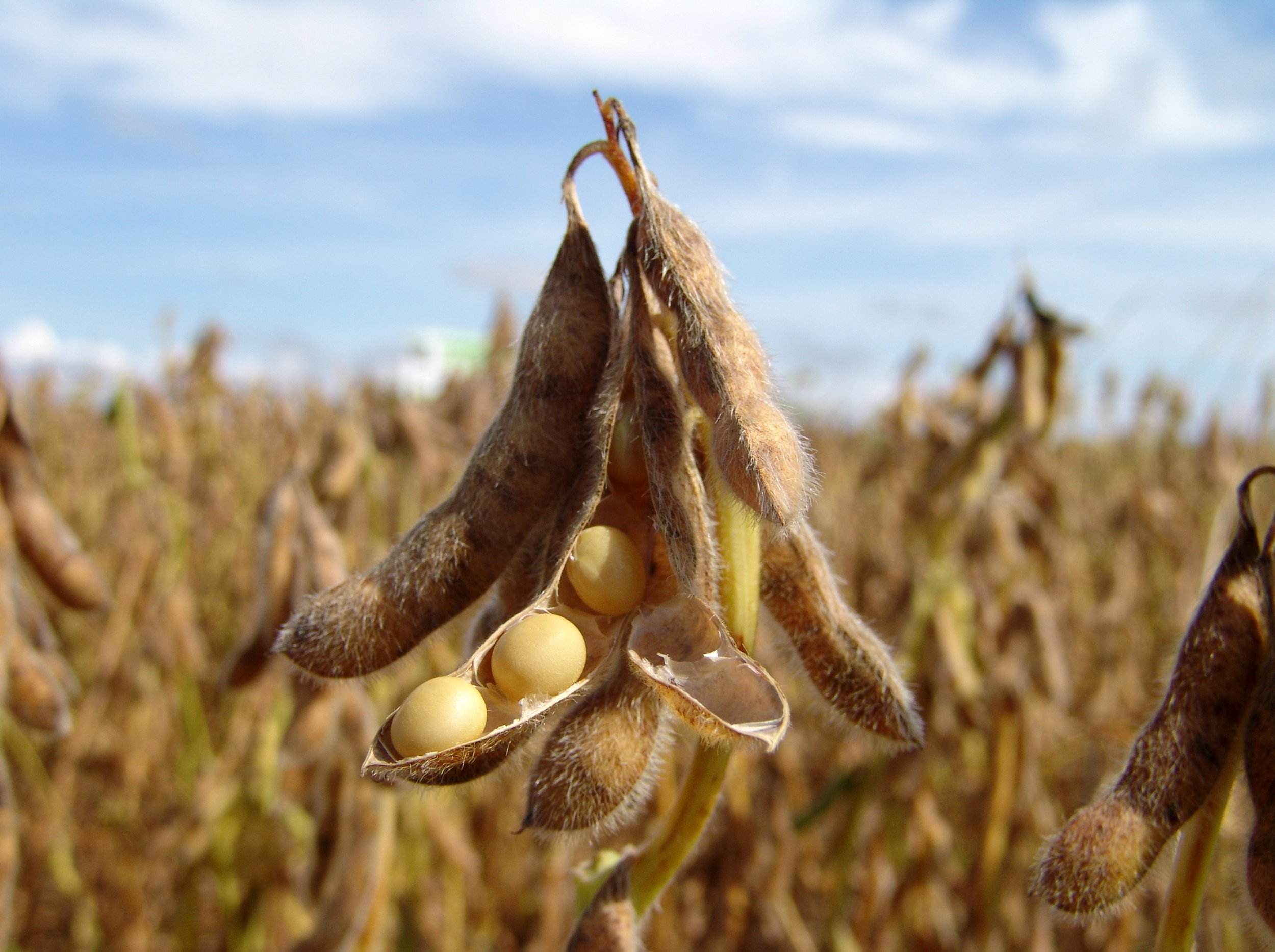 Soybean Futures Slump Below $11 Amidst Favourable Supply Conditions and Weak Export Demand