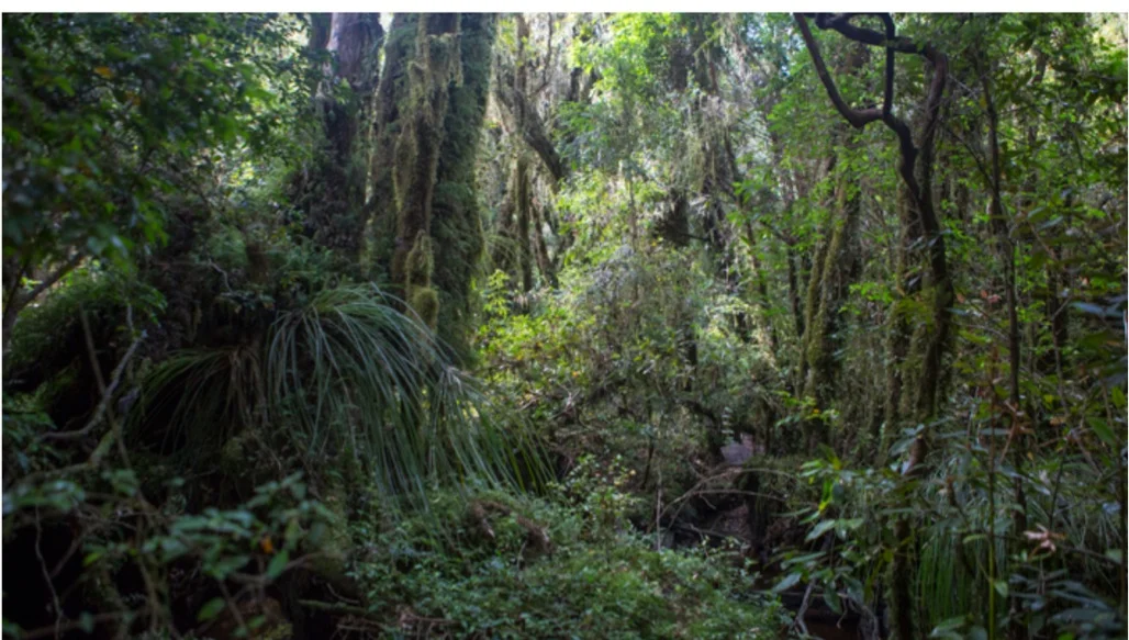 Destrucción de bosque nativo y humedales acentúa escasez de agua
