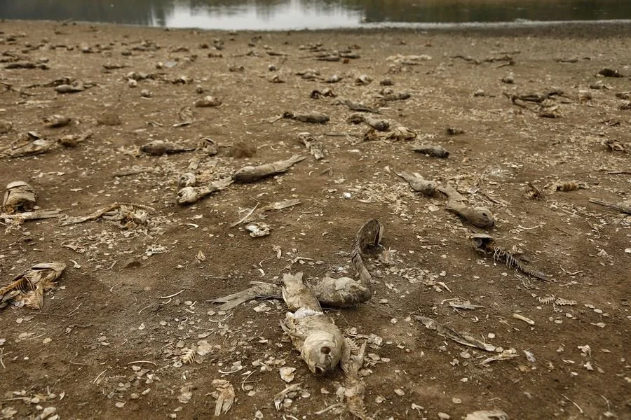 De 1.700 hectáreas a sólo una: así se redujo el espejo de agua del Lago Peñuelas