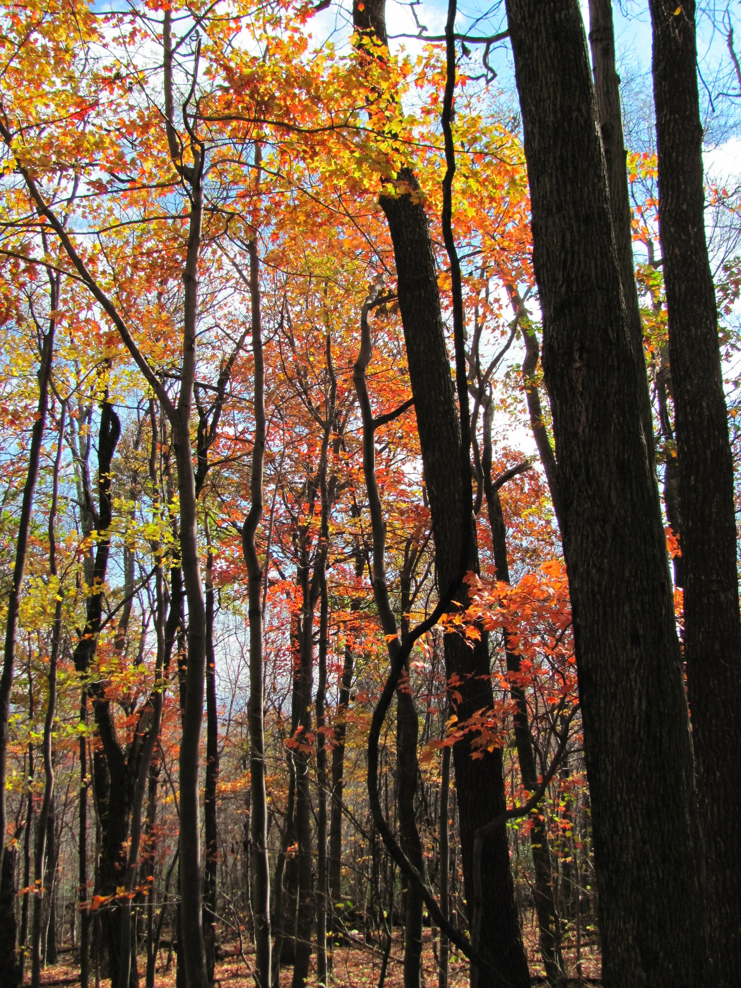9-2-11_Fall.jpg