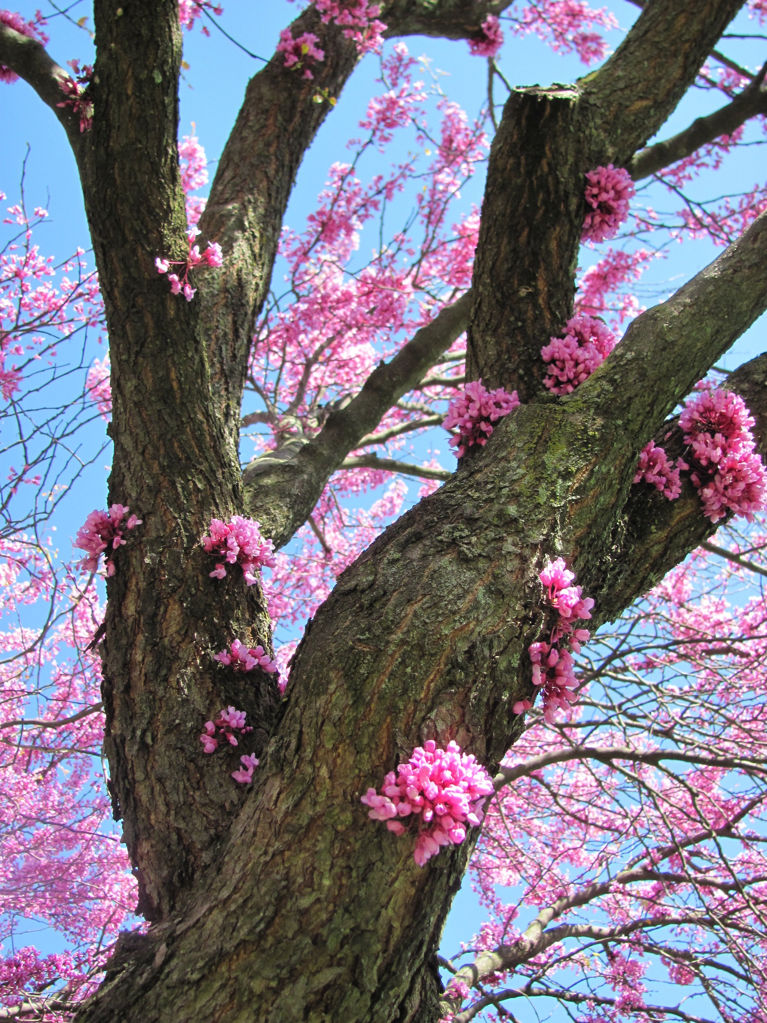 The cherry blossoms were just beginning to peak in Frederick, so I took advantage and captured some of them.