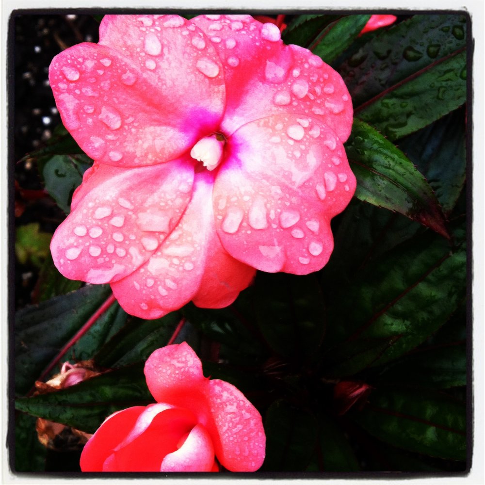 my ultimate favorite... pink, raindrops, and lots of beautiful color