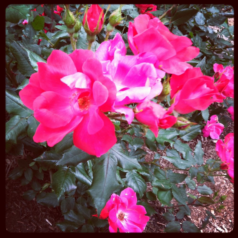 some more of the beautiful pink flowers around DC... i think pink is the "in" color for flowers this year.