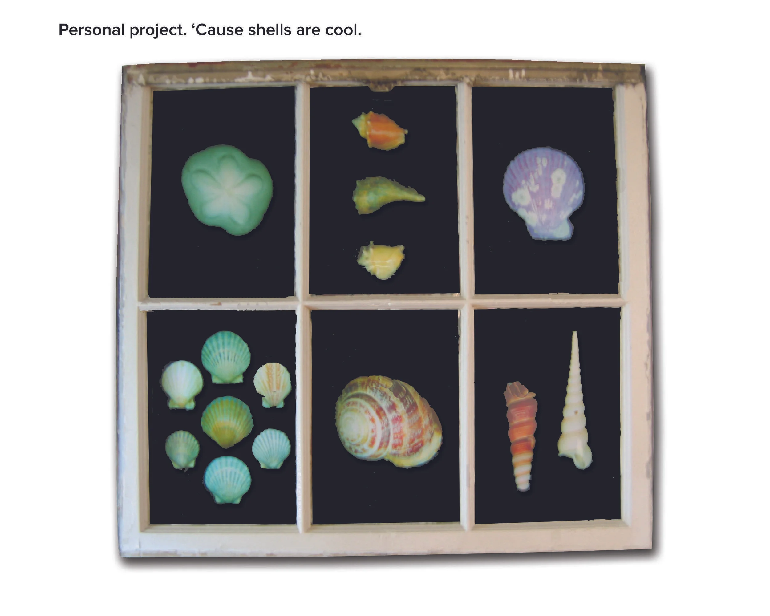 Shell frame_flat.jpg