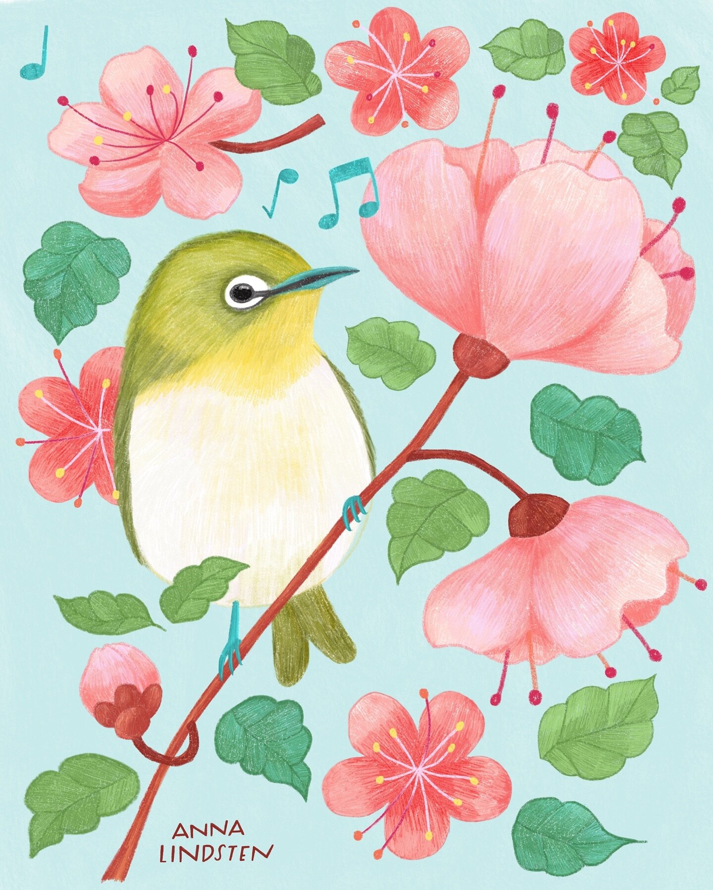 The Mejiro + Sakura blossom = 💕

Mejiro, the Japanese white eye, moves quickly up and down the cherry blossom branches getting all the good nectar. There are hundreds of types of Sakura trees and just like Spring they&rsquo;re all short lived and a 