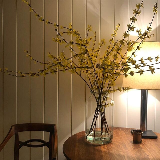 #forsythia