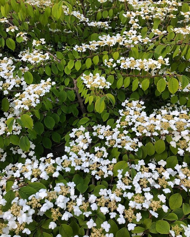 VIBURNUM SHASTA IN FULL BLOOM