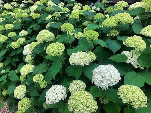 Just a few of the hundreds of blooms this year. #annabellehydrangea #chapmanandbarrett