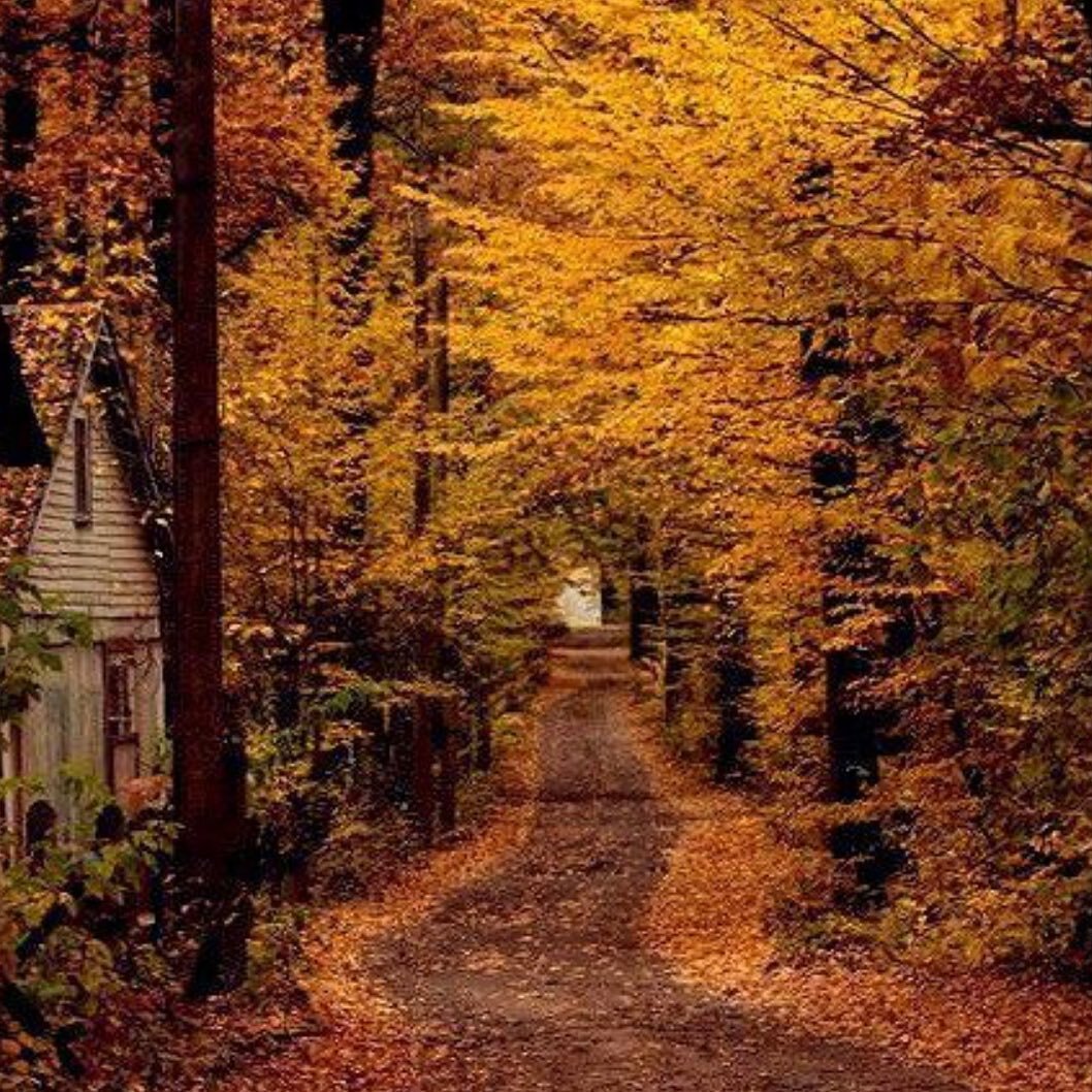 As I shuffle through
the crackly confetti of full-on fall &ndash;
the golden-rod yellows, 
pumpkin oranges,
purplely blacks,
burnt browns,
and holiday reds &ndash;
the spectacle steals
my soul.
 
Nature creates for me a blazing tunnel
of fiery frost,