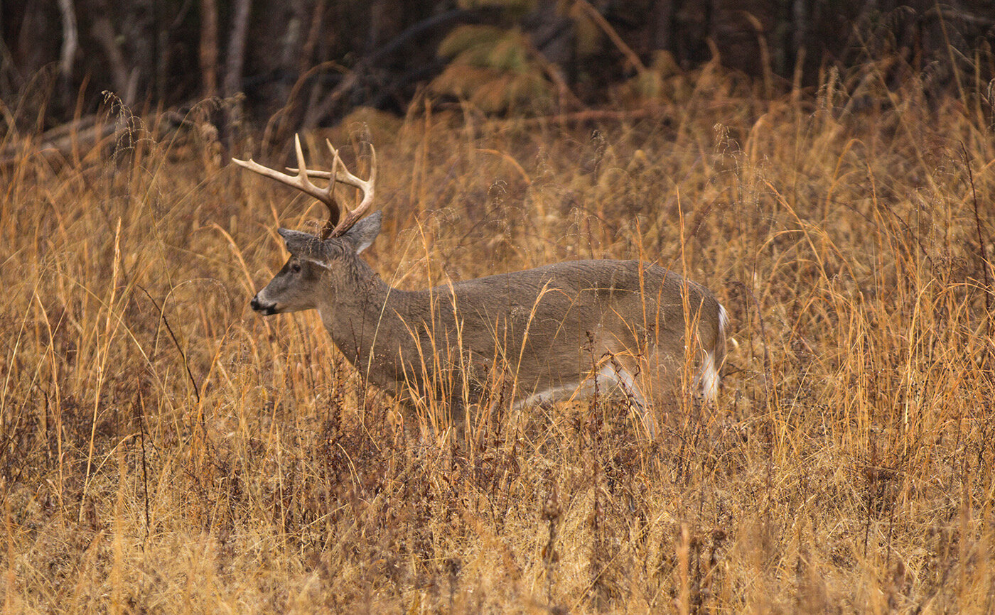 bigbuck2.jpeg