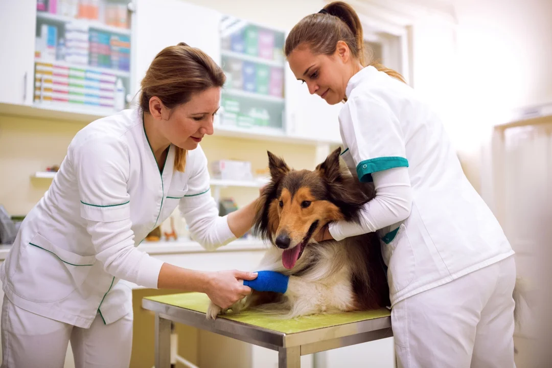 CBD for pets has long been established and recognized by the American Veterinary Medical Association Our CBD dog treats also contain the phytocannabinoid-rich (PCR) organic hemp oil as a water soluble powder form for faster bioavailability! CBD Dog Treats