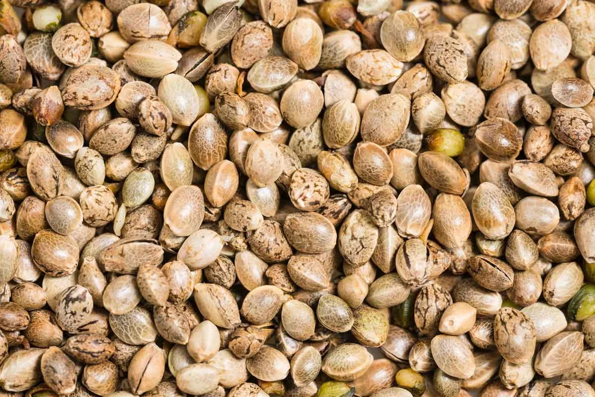 hemp-seeds.jpg