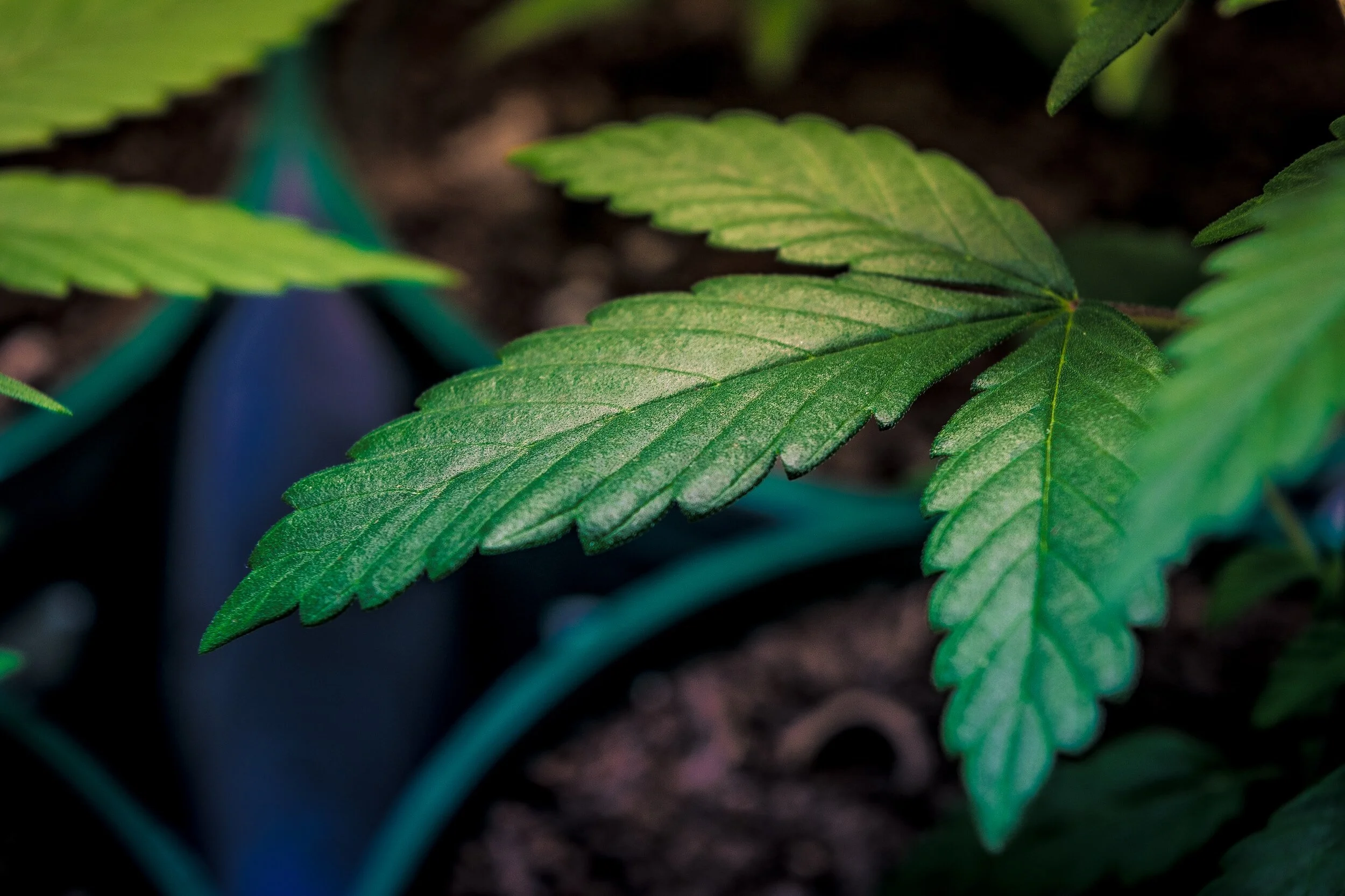 Navigating the CBD Landscape in Massachusetts: A Local's Guide to Finding Trusted and High-Quality CBD Products in 2023