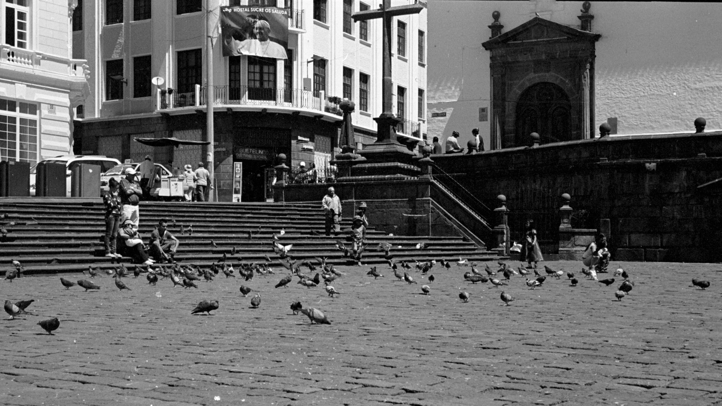 pigeons (2) JPEG 2020.jpg