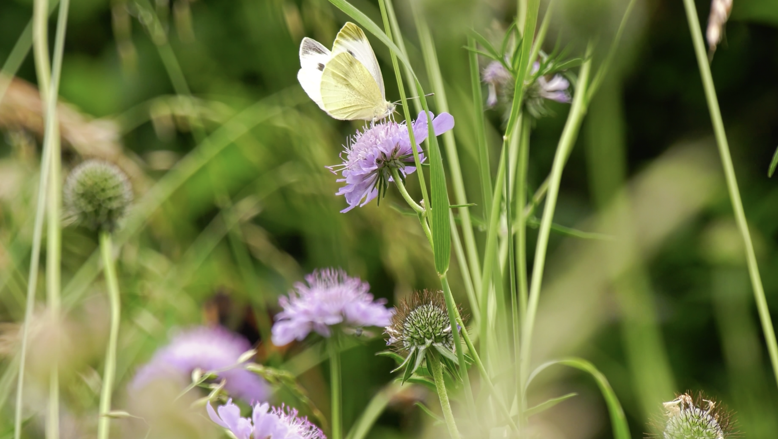 Screenshot 2026-02-11 at 10.38.28 AM.png