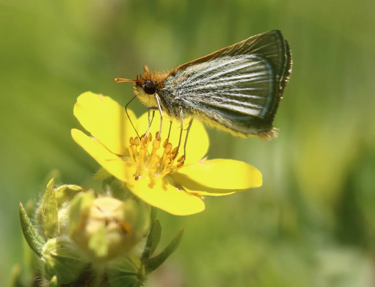 The Butterfly That Was Down to Nine