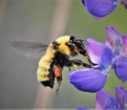 The Bees in the Woods