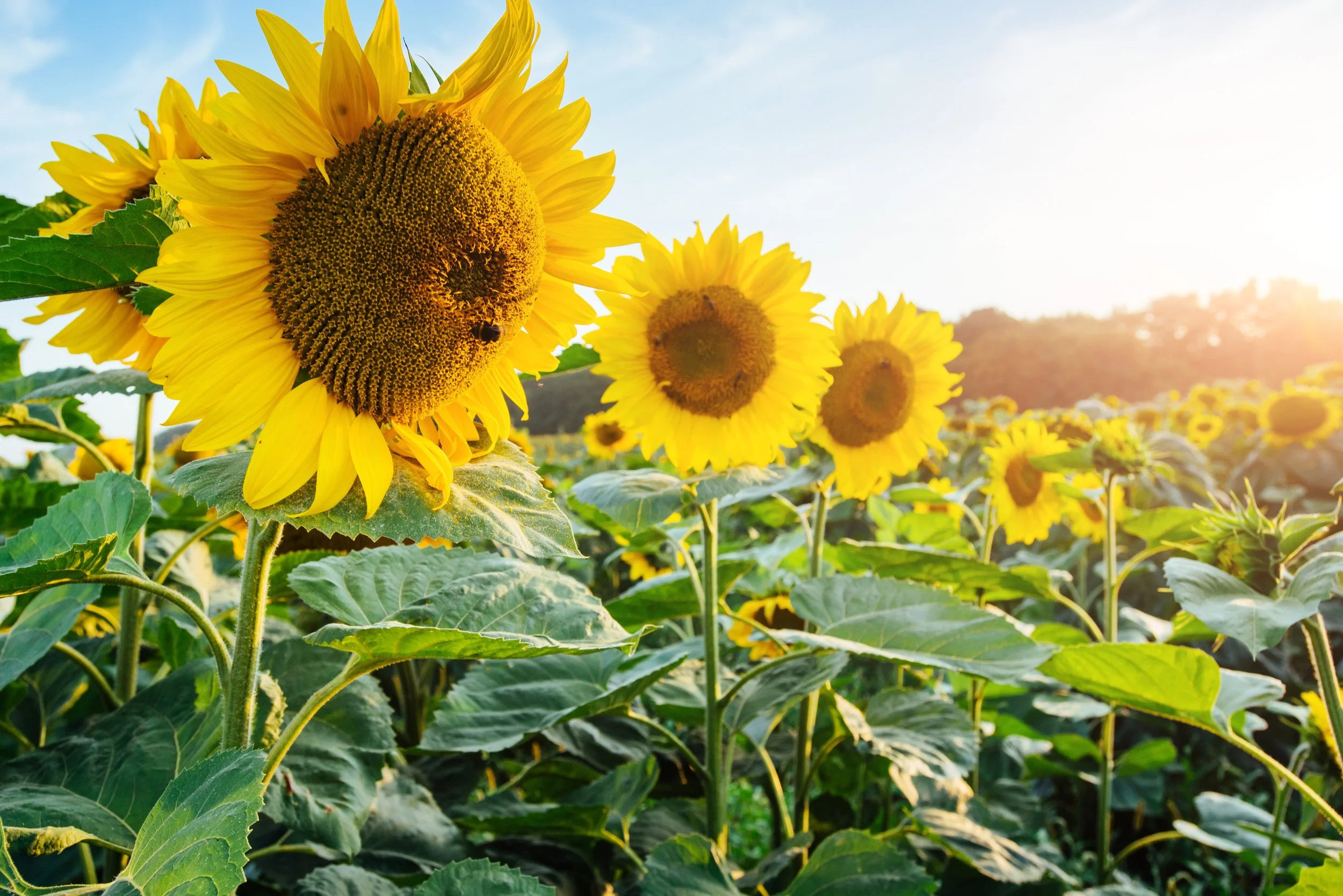 Bright_Yellow_Sunflowers_On_A_Field_original_1253412.jpg