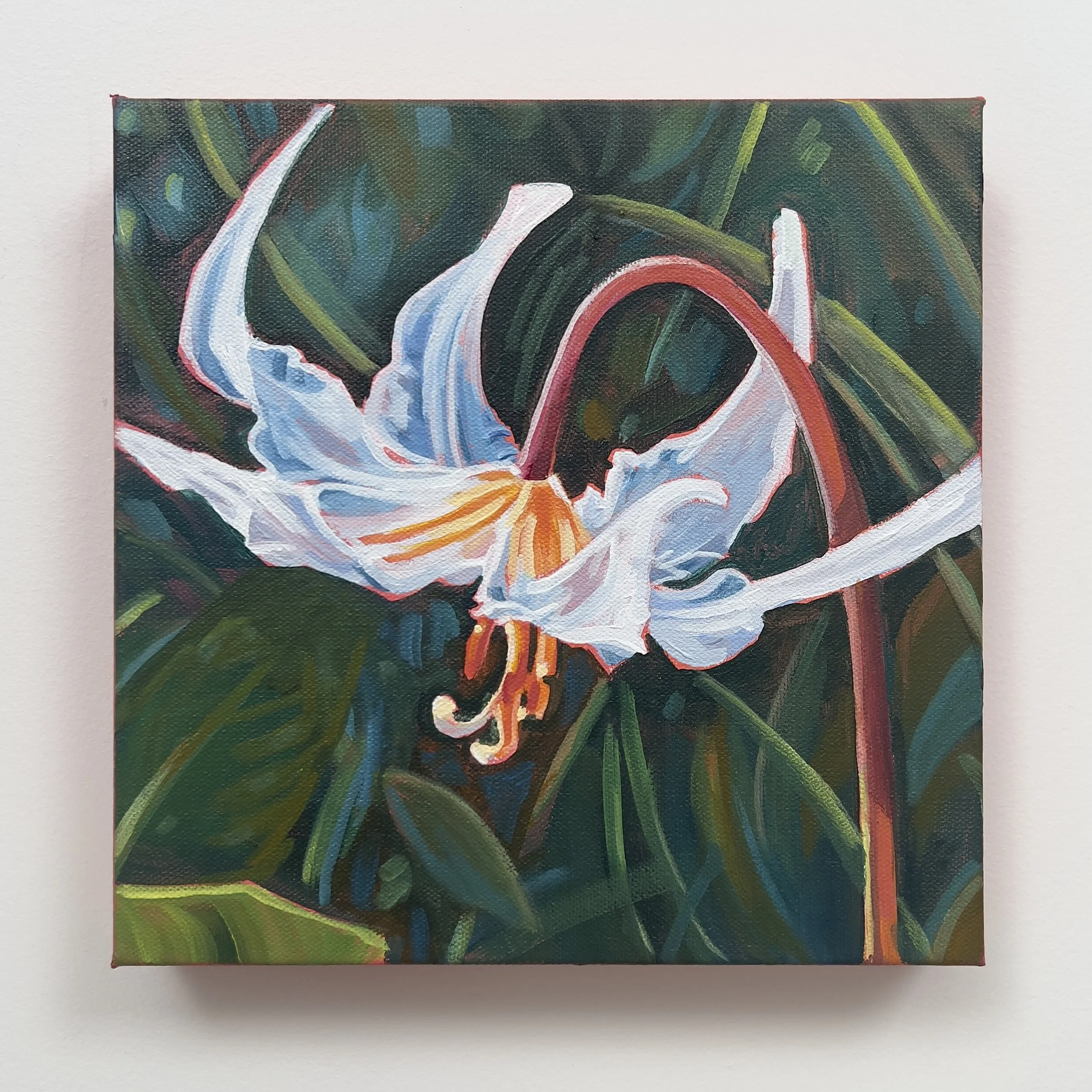 fawn lily 1 full.jpg