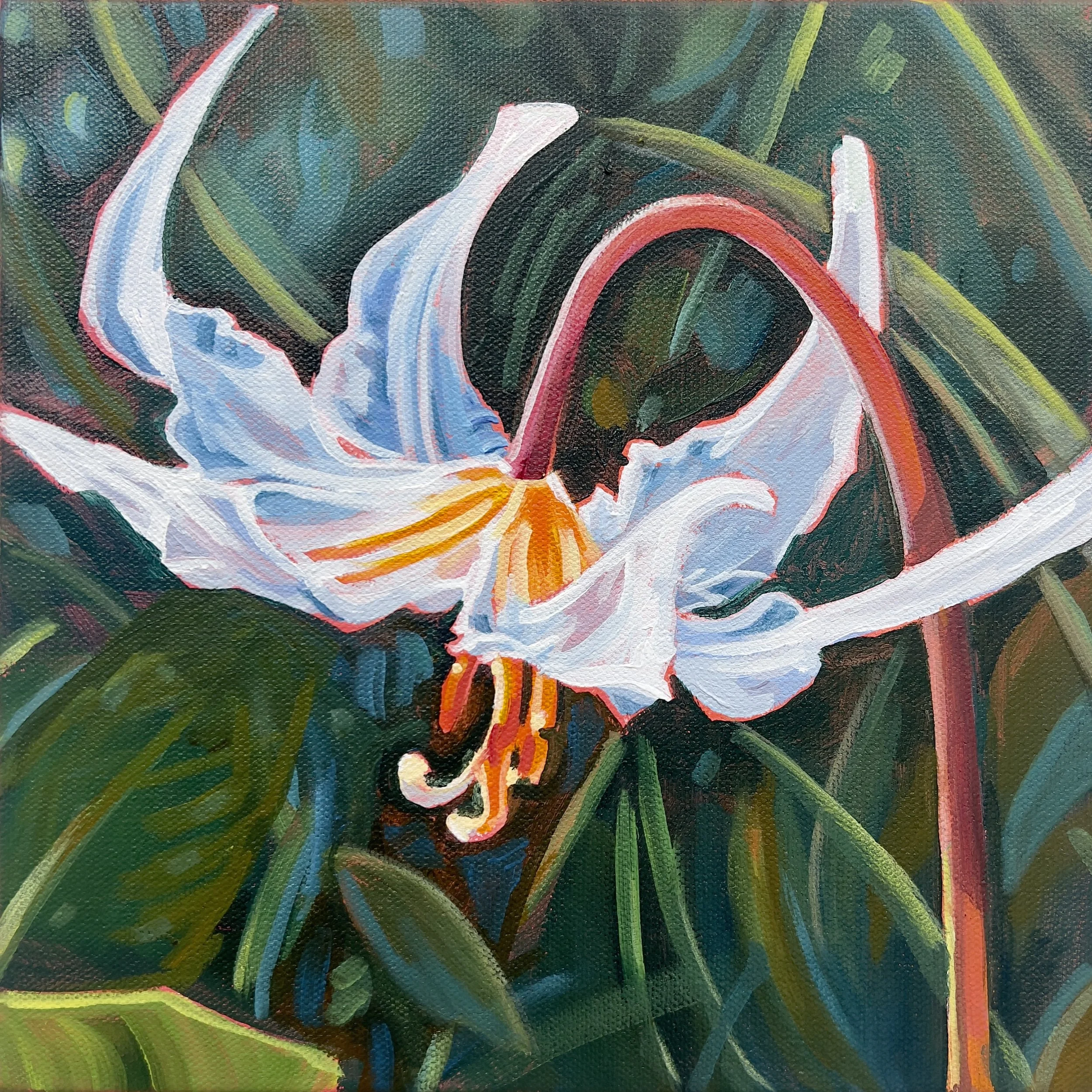 fawn lily 1 close.jpg