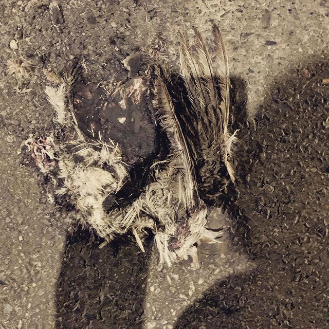 Bird in the crosswalk #dead